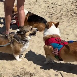 'Little feet' beat the heat in Pismo Beach at 'Corgi Nation Vacation'