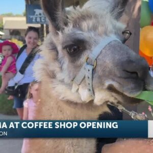 Llama at coffee shop opening