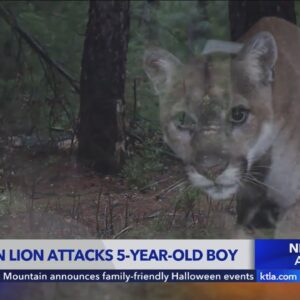 Mountain lion euthanized after attack on 5-year-old boy