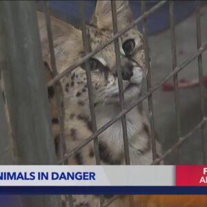 Animal sanctuary being threatened by Bridge Fire in Southern California