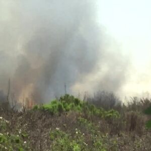 Controlled burn at UC Santa Barbara clears an area for new plant growth