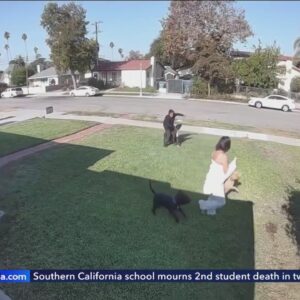 Pair of pit bulls terrorizing SoCal neighborhood