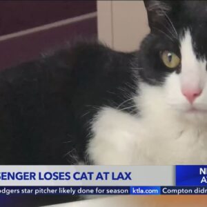 Rescue cat missing after cage falls, breaks at Los Angeles airport