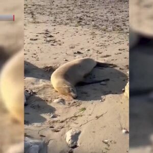 Sea lion rescued at Hendry’s Beach in Santa Barbara