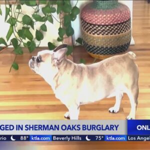 Thief likely drugged dog during home burglary in Sherman Oaks