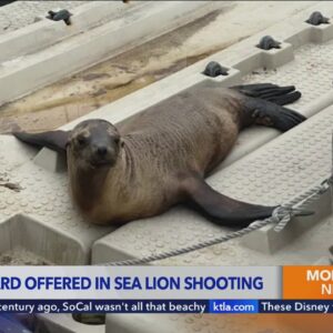 $20K reward offered in shooting of sea lion found on O.C. beach