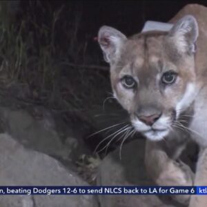 P-22 Festival honors cat's legacy and wildlife conservation efforts in Los Angeles