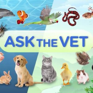 Ask the Vet: Viewer Questions