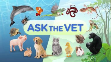 Ask the Vet: Viewer Questions