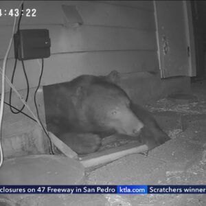 Bear living under Monrovia home