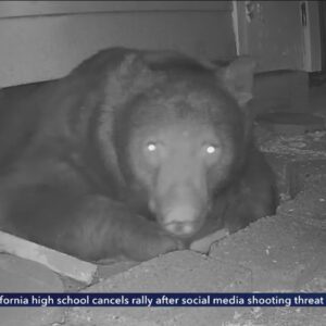 Bear returns to Monrovia home