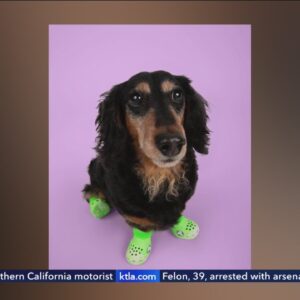 Boots for dogs become 'Croctober' smash