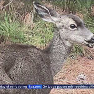 Crews search for injured deer with bone lodged in mouth near Hollywood Reservoir