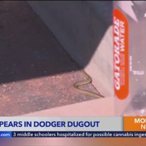 Dugout snake was bad omen for Dodgers