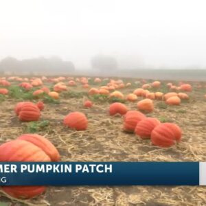 Fall fun awaits at Solvang Farmer Pumpkin Patch