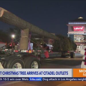 Giant 115-foot Christmas Tree arrives at Citadel Outlets