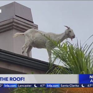 Goat spotted on roof of Laguna Beach home