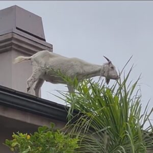 Goat takes lunch break on roof of 4-story home in Laguna Beach