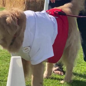 Homemade costumes win big at Howl-O-Ween contest in Ventura Harbor