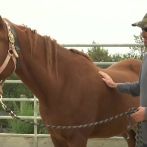 Journey of healing and growth through horses