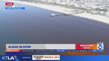 Large algae bloom spotted off Santa Monica Pier 