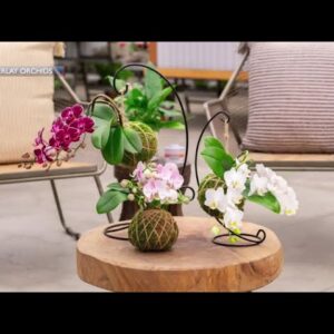 Westerlay Orchids in Carpinteria previews Kokedama Class and Greenhouse Tour