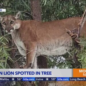 Man finds mountain lion perched in backyard of Stevenson Ranch home