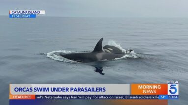 Orcas spotted off Catalina