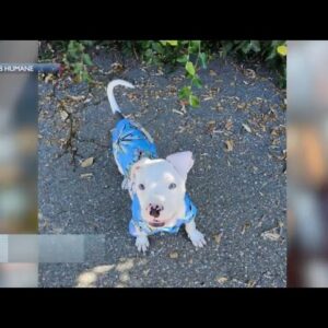 SB Humane sheds a light on Deaf Puppies