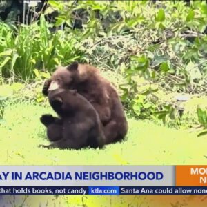 Security video captures bears wrestling in Arcadia neighborhood