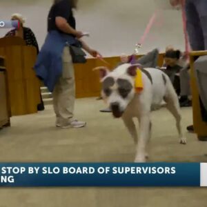 SLO board of supervisors paid visit by furry friends