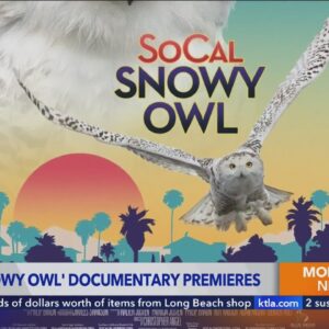 'SoCal Snow Owl' documentary premieres at Newport Beach Film Festival