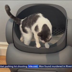 This $600 Robot Litter Box is Life Changing