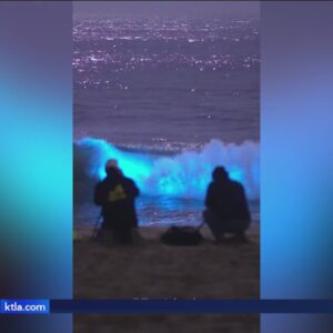 Crowds flock to Southern California beach to witness bioluminescent waves