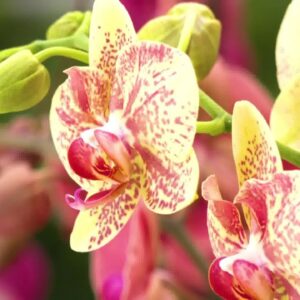 Westerlay Orchids fundraiser will help Carpinteria schools