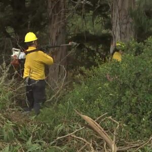 Wildfire protection efforts underway at the Douglas Family Preserve