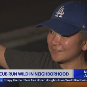 Bear and cub run wild in La Crescenta neighborhood