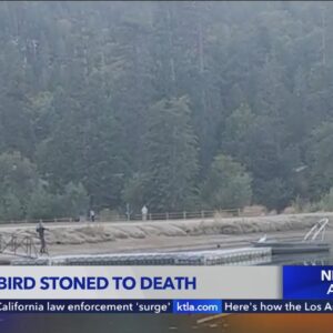 Beloved SoCal bird stoned to death