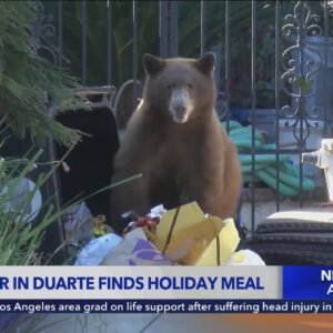 Black bear dines on Thanksgiving trash in San Gabriel Valley