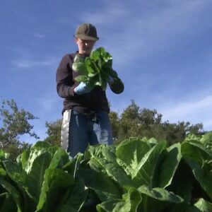 Turkey Drive: SLO Food Bank glean program rescuing fresh produce for people battling hunger