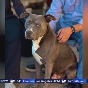 Dog that bit Burbank neighbor faces euthanasia, family fighting for his life