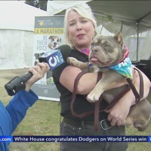 Hundreds of pets looking for homes during Super Adoption event in L.A.