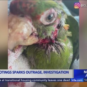 Local, wild parrots being injured and killed by gunshots in San Gabriel Valley