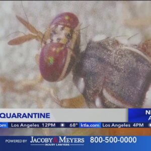 Invasive fruit flies force quarantine in Orange County