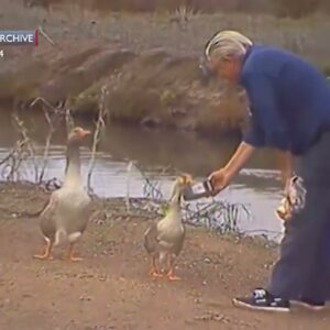 KEYT Archives: Thanksgiving Geese