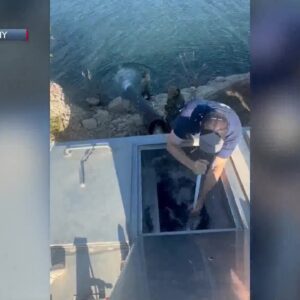 Lake Cachuma freshly stocked with 4,000 pounds of live Rainbow Trout