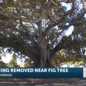 Large green fence around famous Moreton Bay Fig Tree comes down