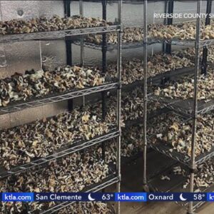 Man caught with guns, $3 million of illegal mushrooms