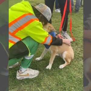 Nearly 400 pets find homes in Los Angeles County super adoption event