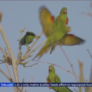 Search continues for suspects shooting parrots in San Gabriel Valley